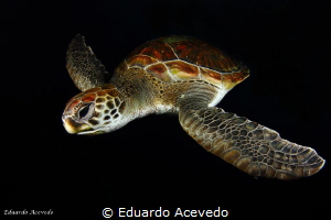 Green turtle at Tenerife Island. by Eduardo Acevedo 